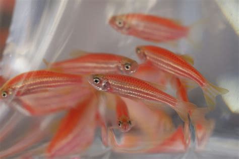 養淡水魚種類|【新手養魚點揀好】金魚街老闆介紹 5種易養淡水觀賞魚